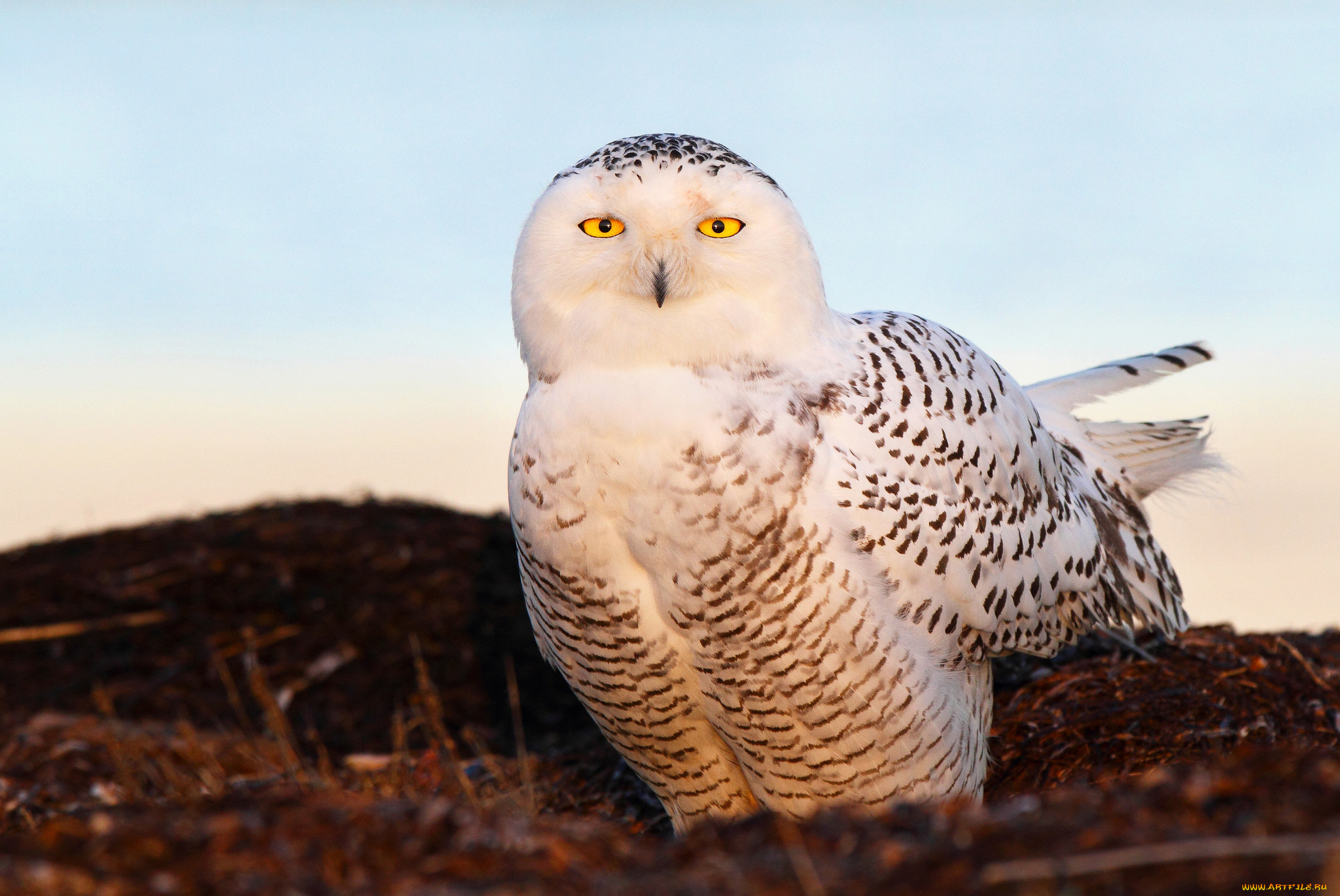 , , , , snow, owl, , 